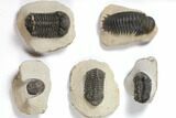 Lot: Assorted Devonian Trilobites - Pieces #119901-2